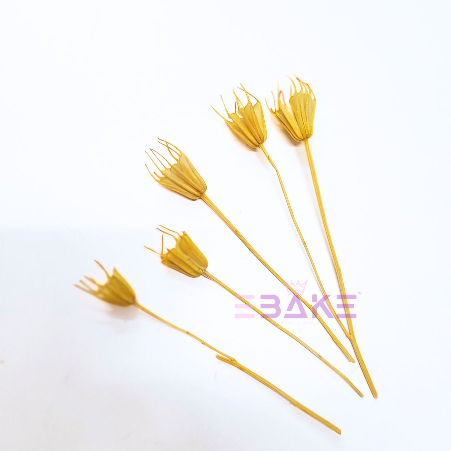 Dried Nigella Stems (Set of 5)
