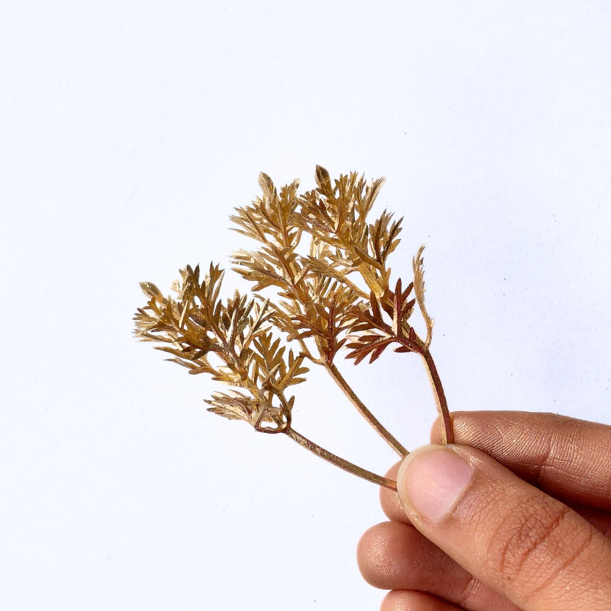 Golden Filler Leaf (Single Piece)