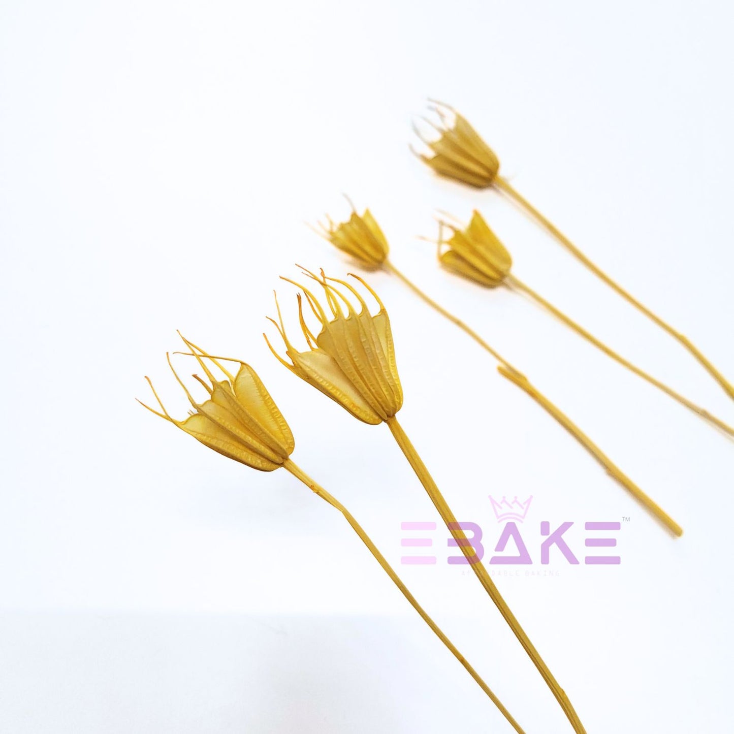 Dried Nigella Stems (Set of 5)