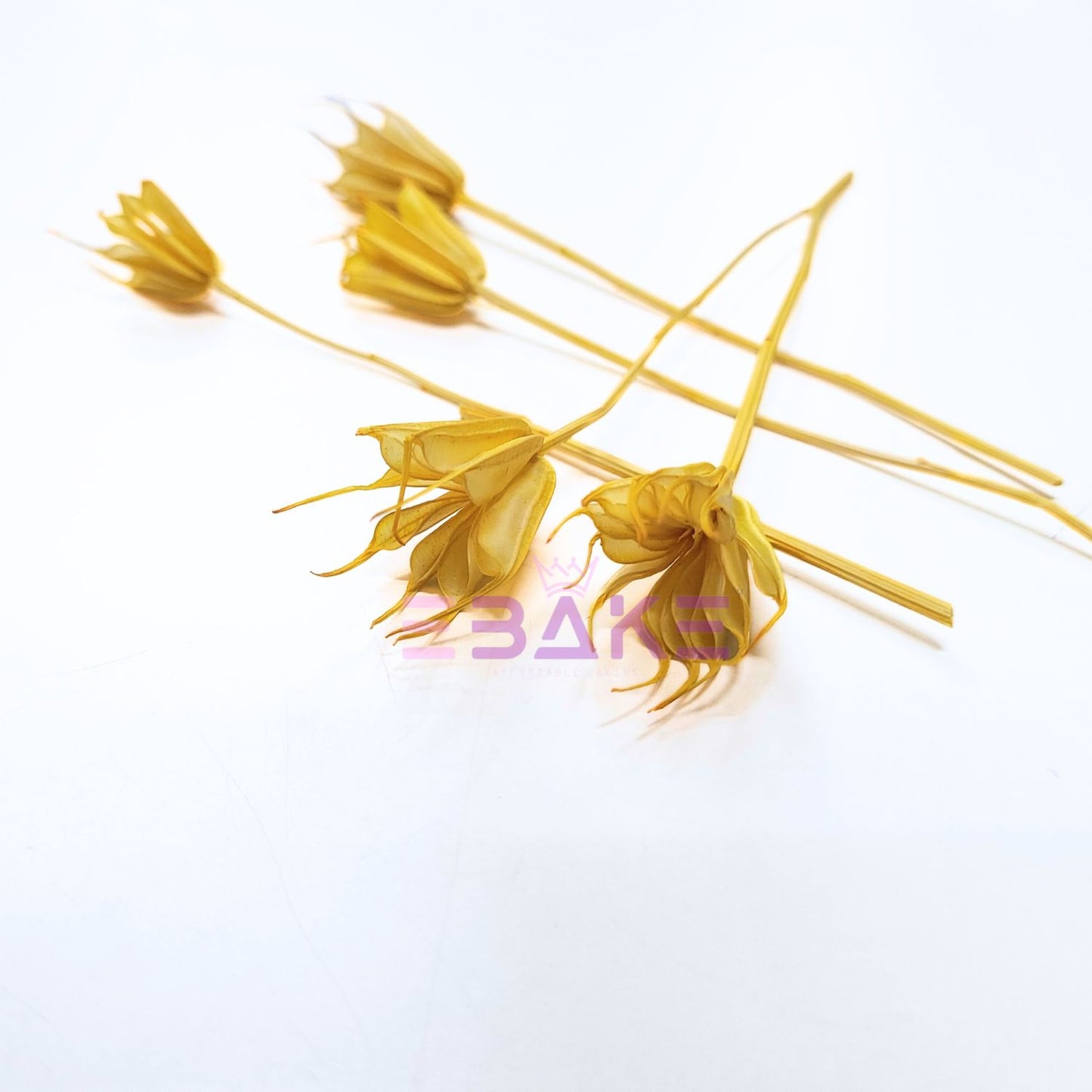 Dried Nigella Stems (Set of 5)