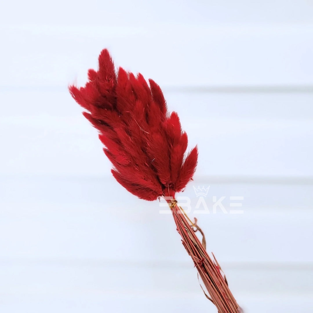 Bunny Tails Bunch Dark Red (Rabbit Tails/Lagurus)