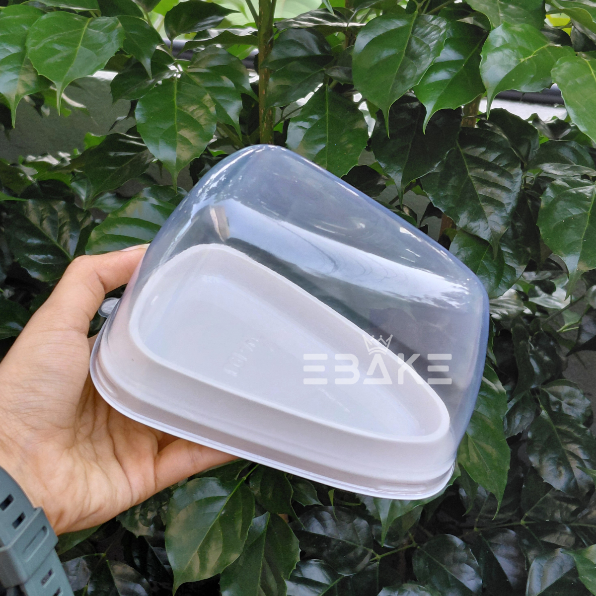 Rounded Triangle Cake Box/Pastry Box With Transparent Lid (Set of 5) White
