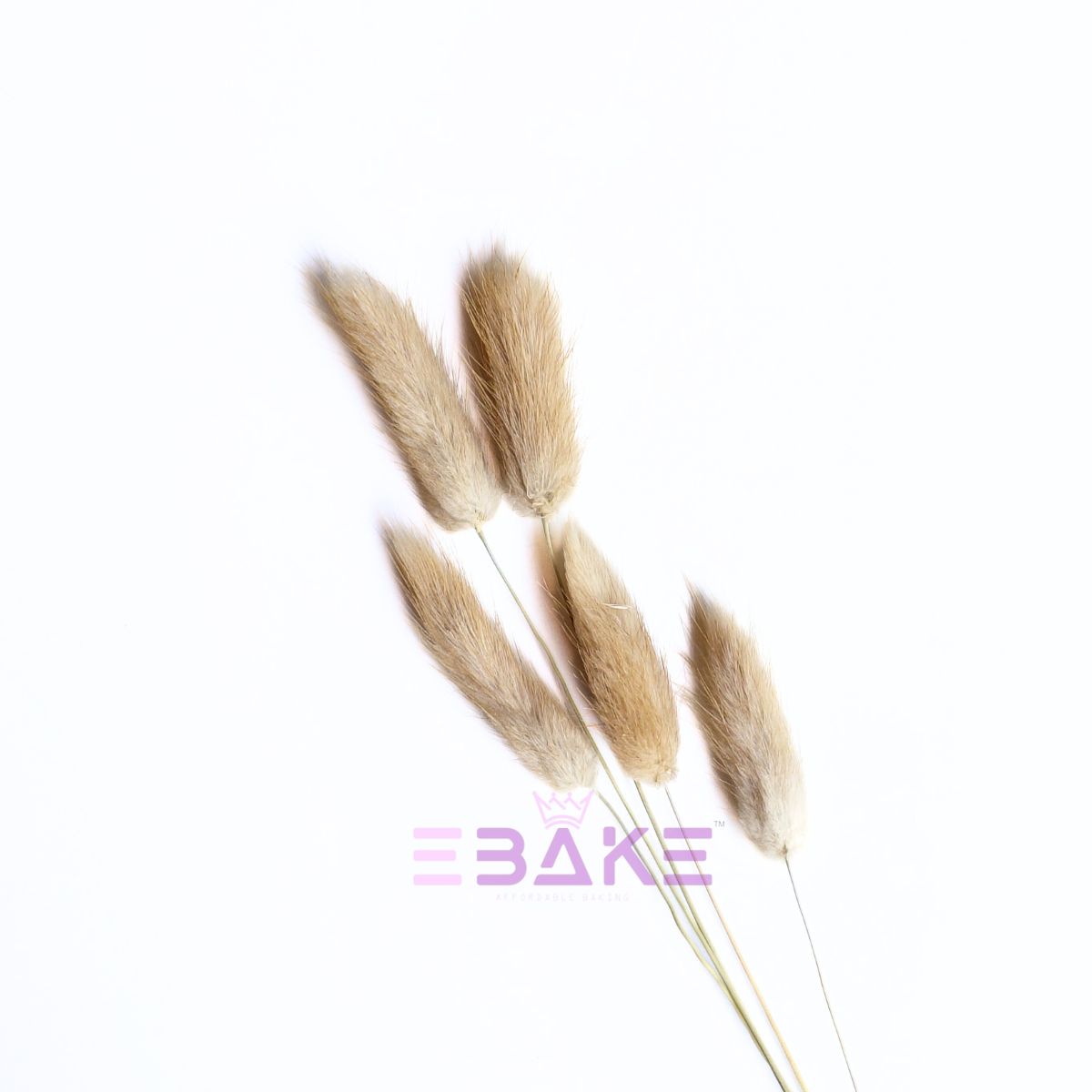 Bunny Tails Grass Natural Color (Rabbit Tails/Lagurus)