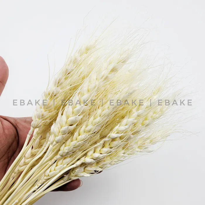 Wheat Blooms Bunch -White