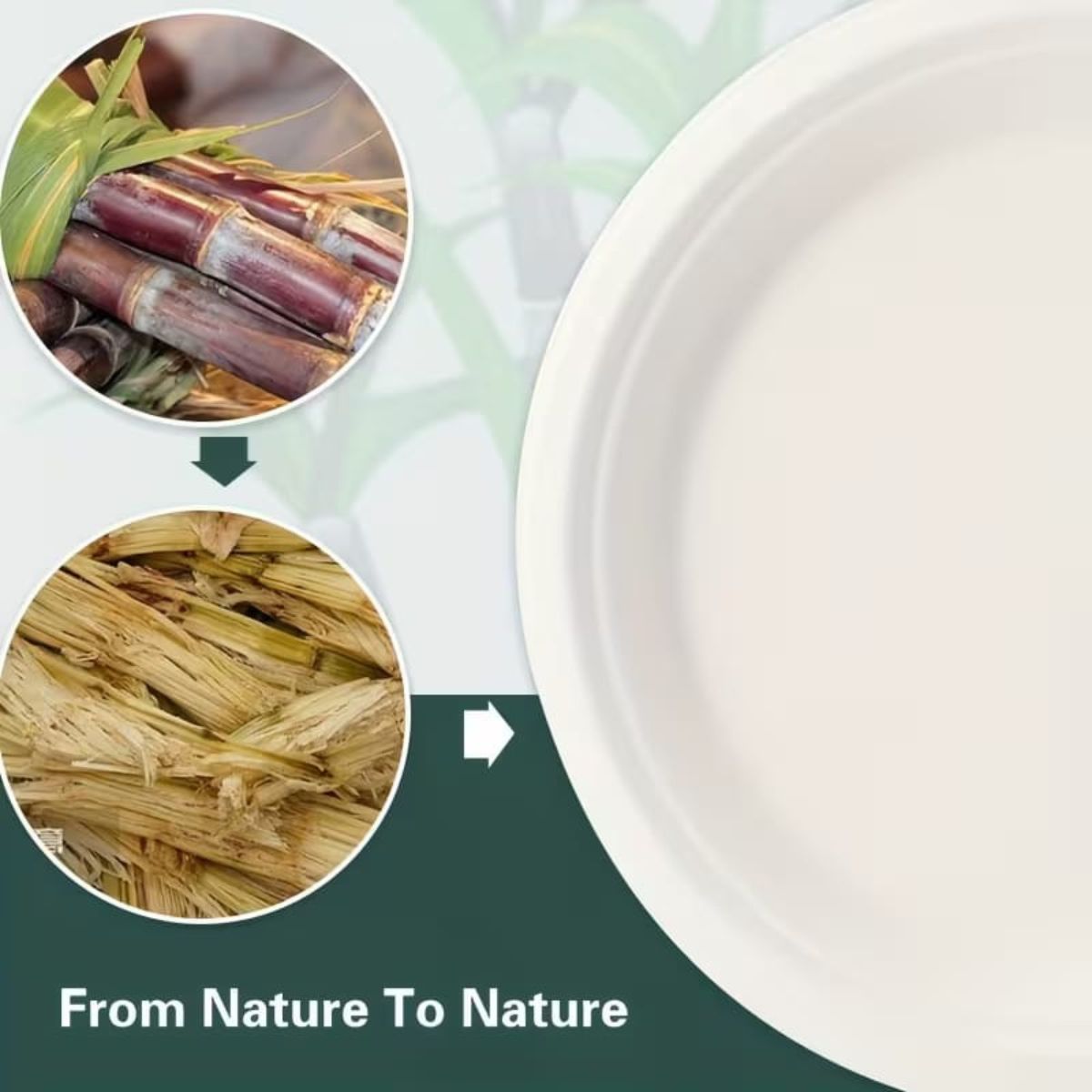 Disposable Plates 10"