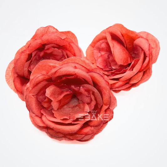 Large Peony - A1749