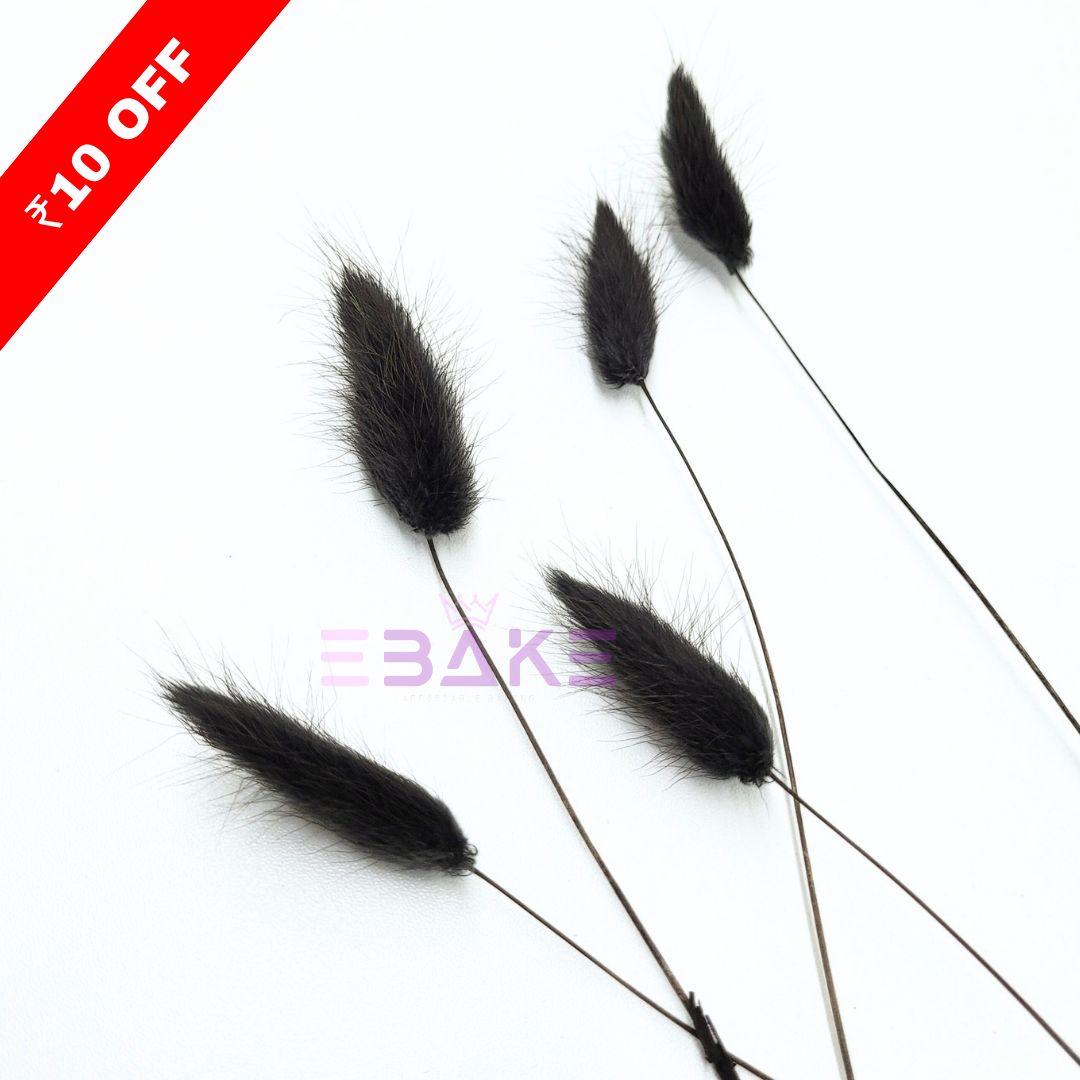 Bunny Tails Grass Black (Rabbit Tails/Lagurus)