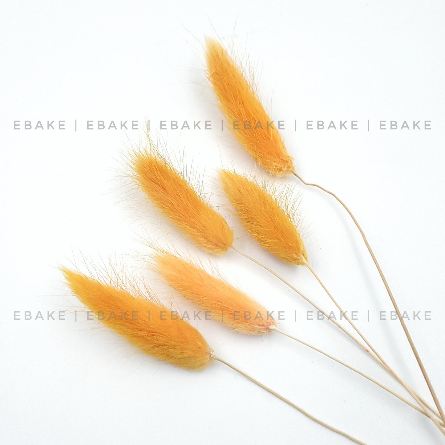 Bunny Tails Grass Orange (Rabbit Tails/Lagurus)