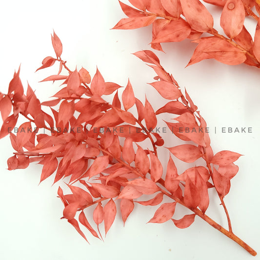 Dried Italian Ruscus Leaves - Red (3 Pcs)