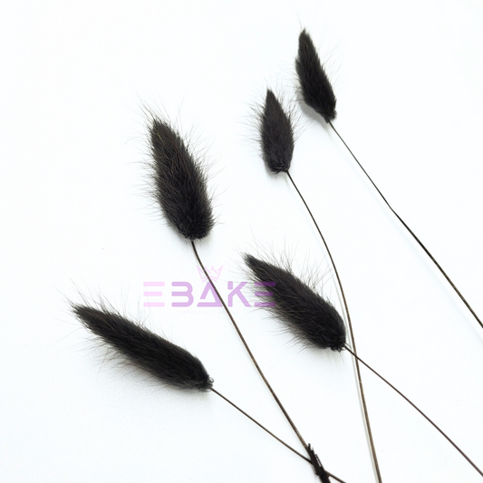 Bunny Tails Grass Black (Rabbit Tails/Lagurus)