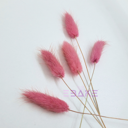 Bunny Tails Grass (Rabbit Tails/Lagurus)