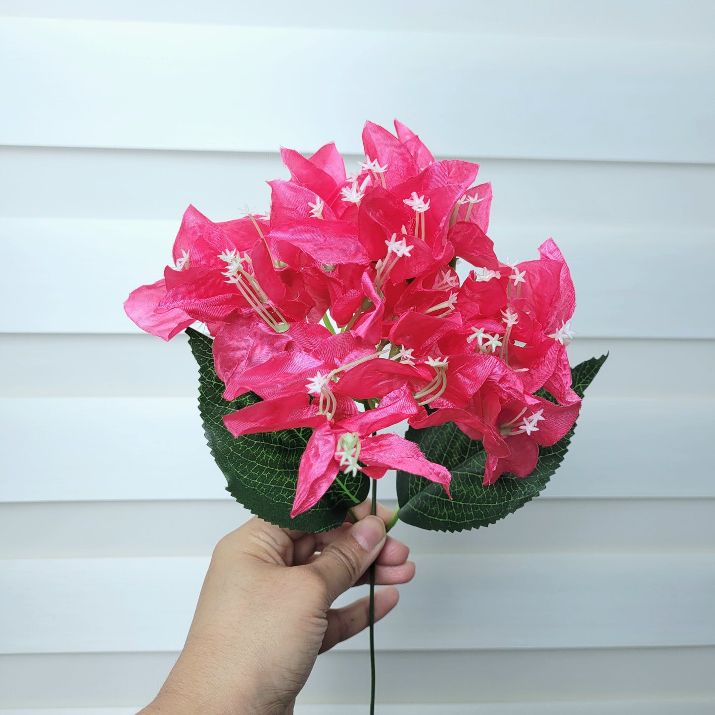 A939 Hot Pink Bougainvillea (Single Branch)