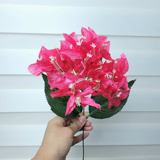 A939 Hot Pink Bougainvillea (Single Branch)