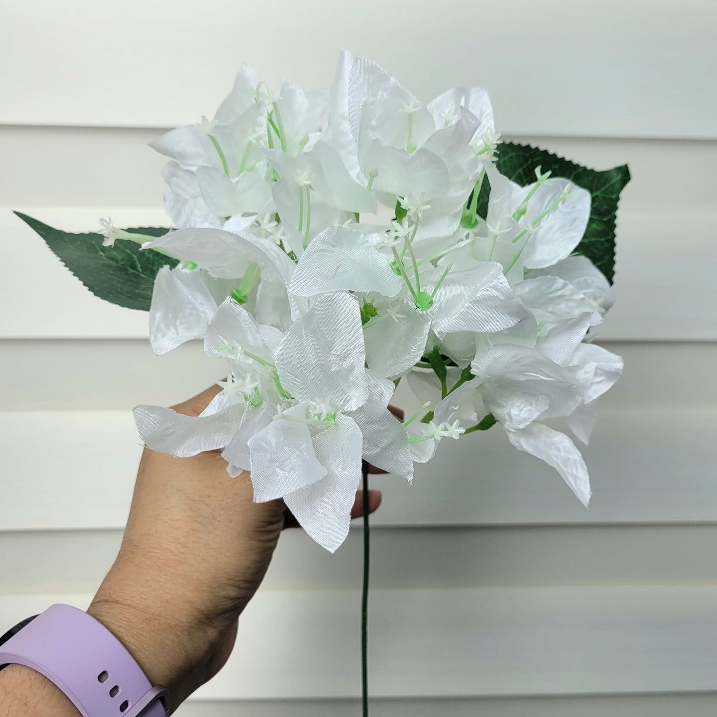 A943 White Bougainvillea (Single Branch)