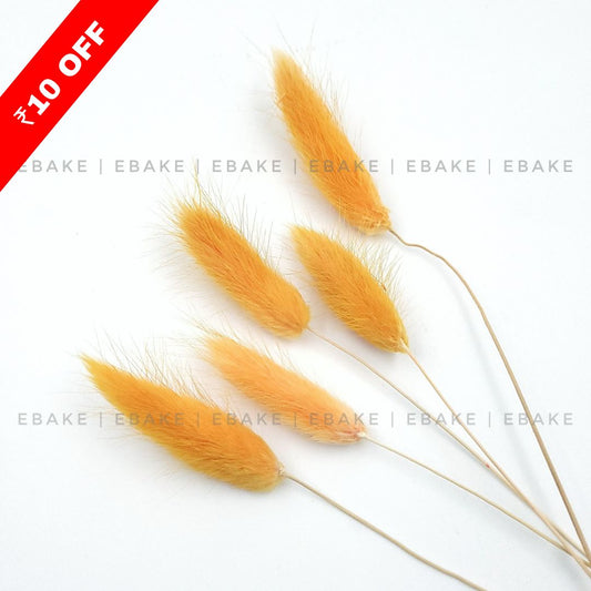 Bunny Tails Grass Orange (Rabbit Tails/Lagurus)