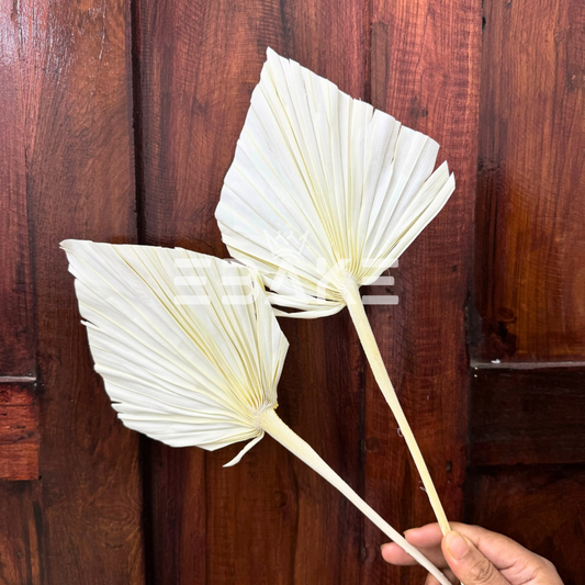 Premium Bleached Palm Leaf - Large (Bleached White) Single Piece