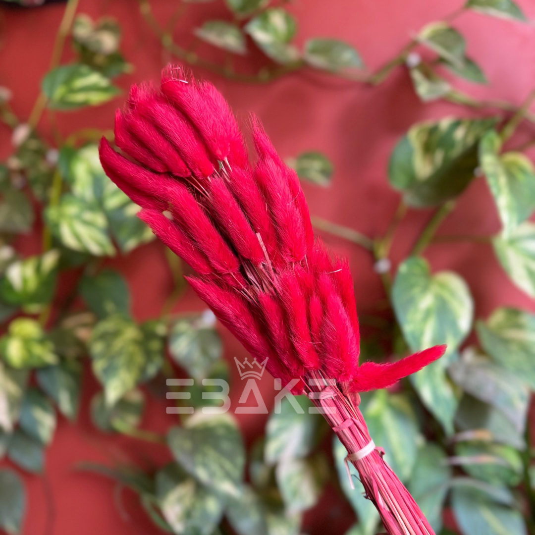 Bunny Tails Bunch Dark Red (Rabbit Tails/Lagurus)