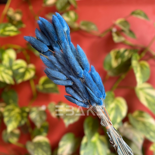 Bunny Tails Bunch Blue (Rabbit Tails/Lagurus)