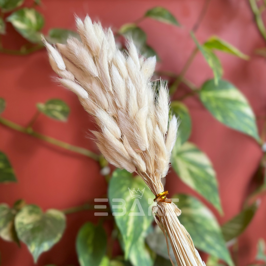 Bunny Tails Bunch Off White (Rabbit Tails/Lagurus)