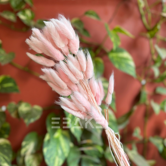 Bunny Tails Bunch Pale Pink (Rabbit Tails/Lagurus)