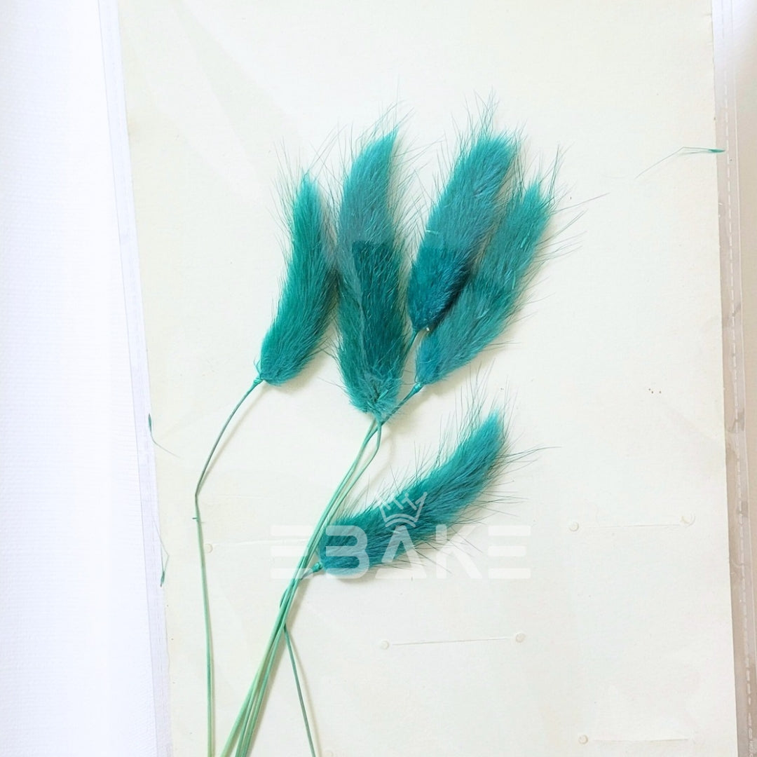 Bunny Tails Grass Blue Green (Rabbit Tails/Lagurus)
