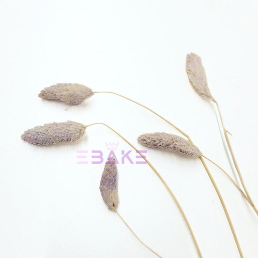 Dried Phalaris Grass (Canary Grass)