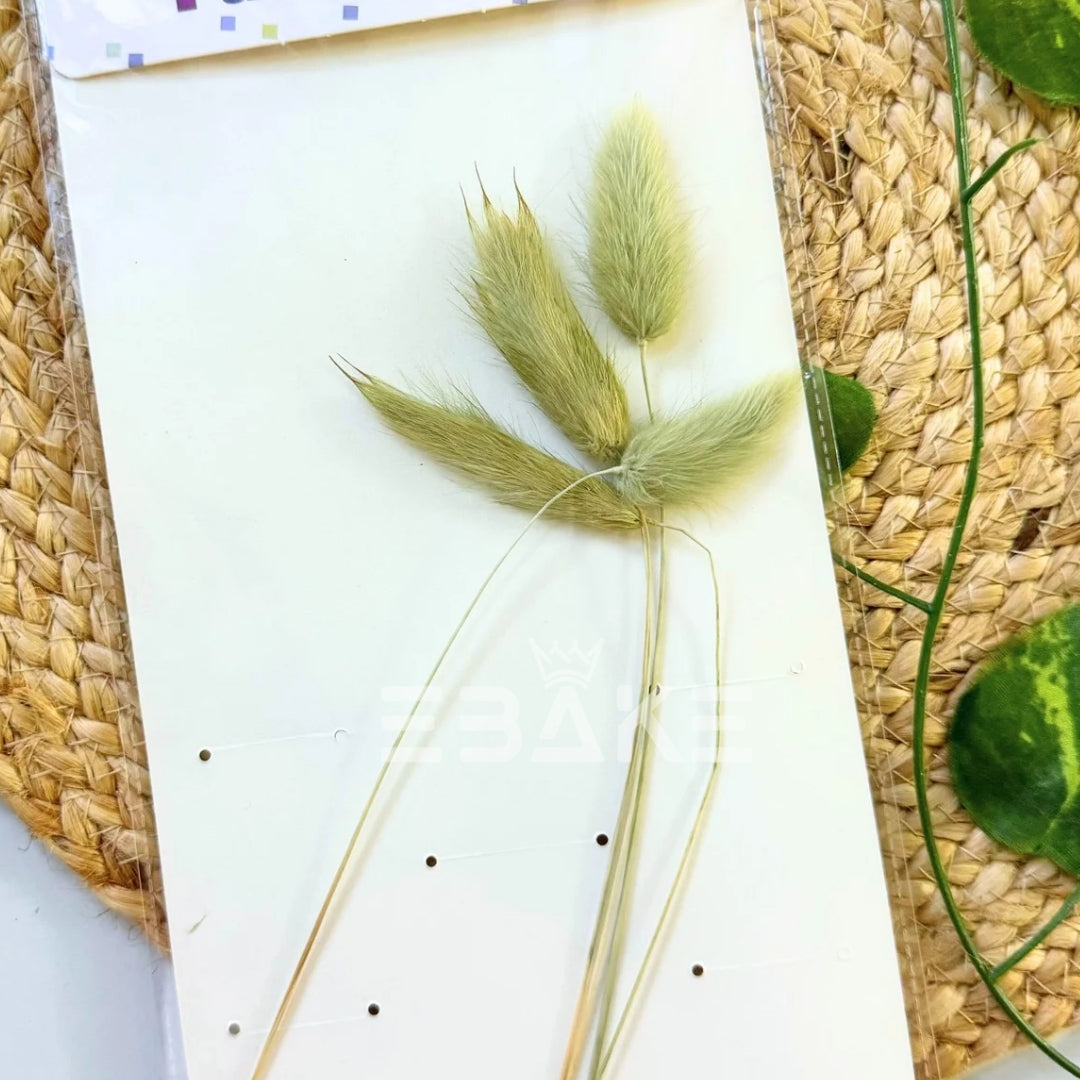 Bunny Tails Grass Olive Green (Rabbit Tails/Lagurus)