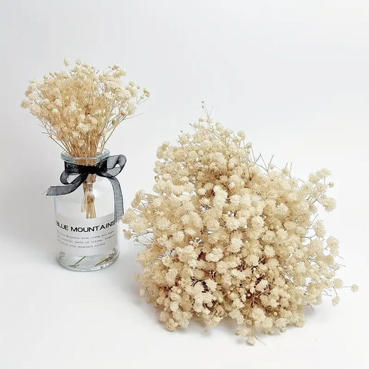 Dried Baby's Breath Bunch - Off White