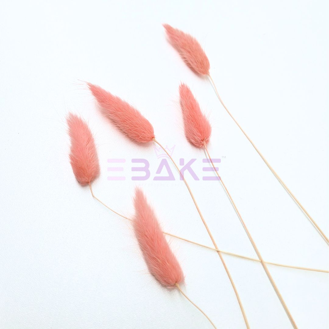 Bunny Tails Grass Pink (Rabbit Tails/Lagurus)