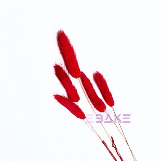 Bunny Tails Grass Dark Red (Rabbit Tails/Lagurus)