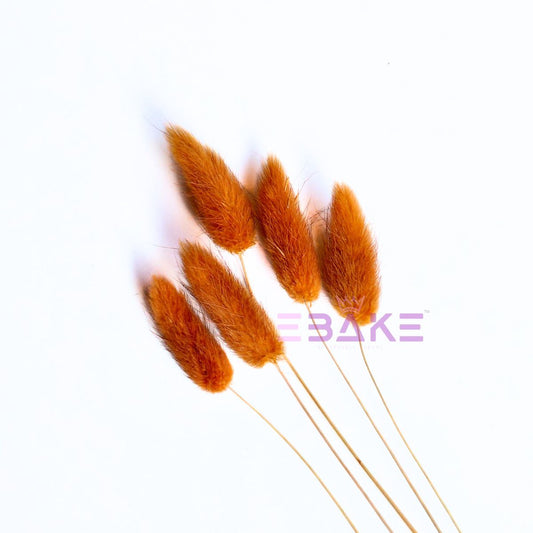 Bunny Tails Grass Brown (Rabbit Tails/Lagurus)