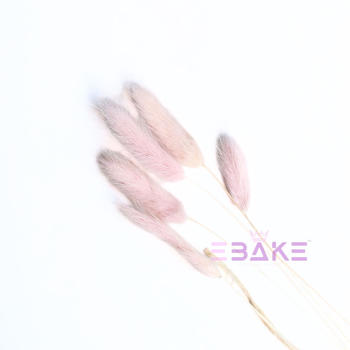 Bunny Tails Grass Light Pink (Rabbit Tails/Lagurus)