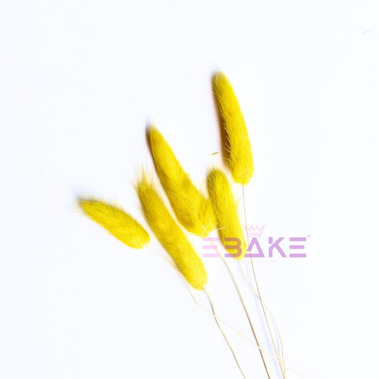 Bunny Tails Grass Yellow(Rabbit Tails/Lagurus)