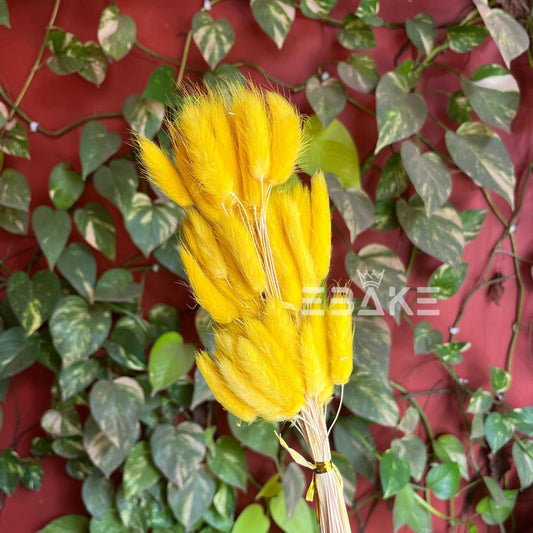 Bunny Tails Bunch Yellow(Rabbit Tails/Lagurus)