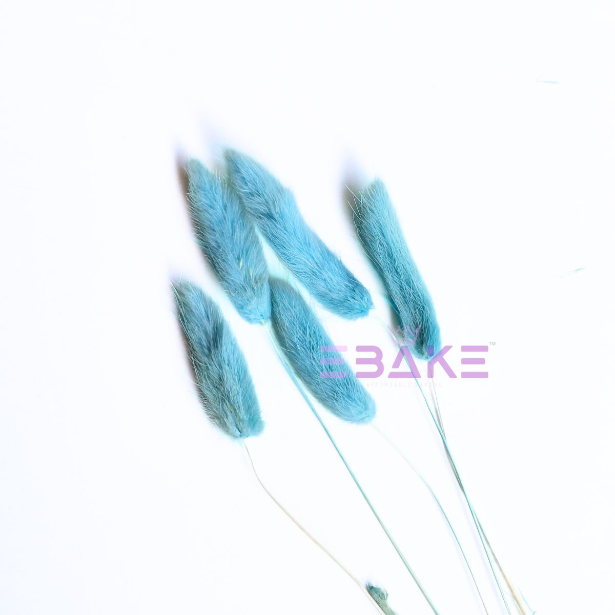Bunny Tails Grass Blue (Rabbit Tails/Lagurus)