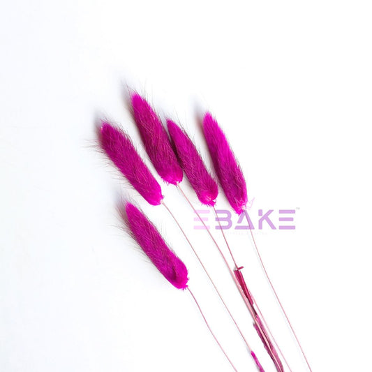 Bunny Tails Grass Fuchsia (Rabbit Tails/Lagurus)