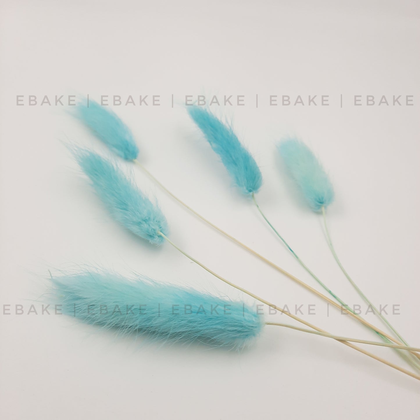 Bunny Tails Grass Pastel Blue (Rabbit Tails/Lagurus)