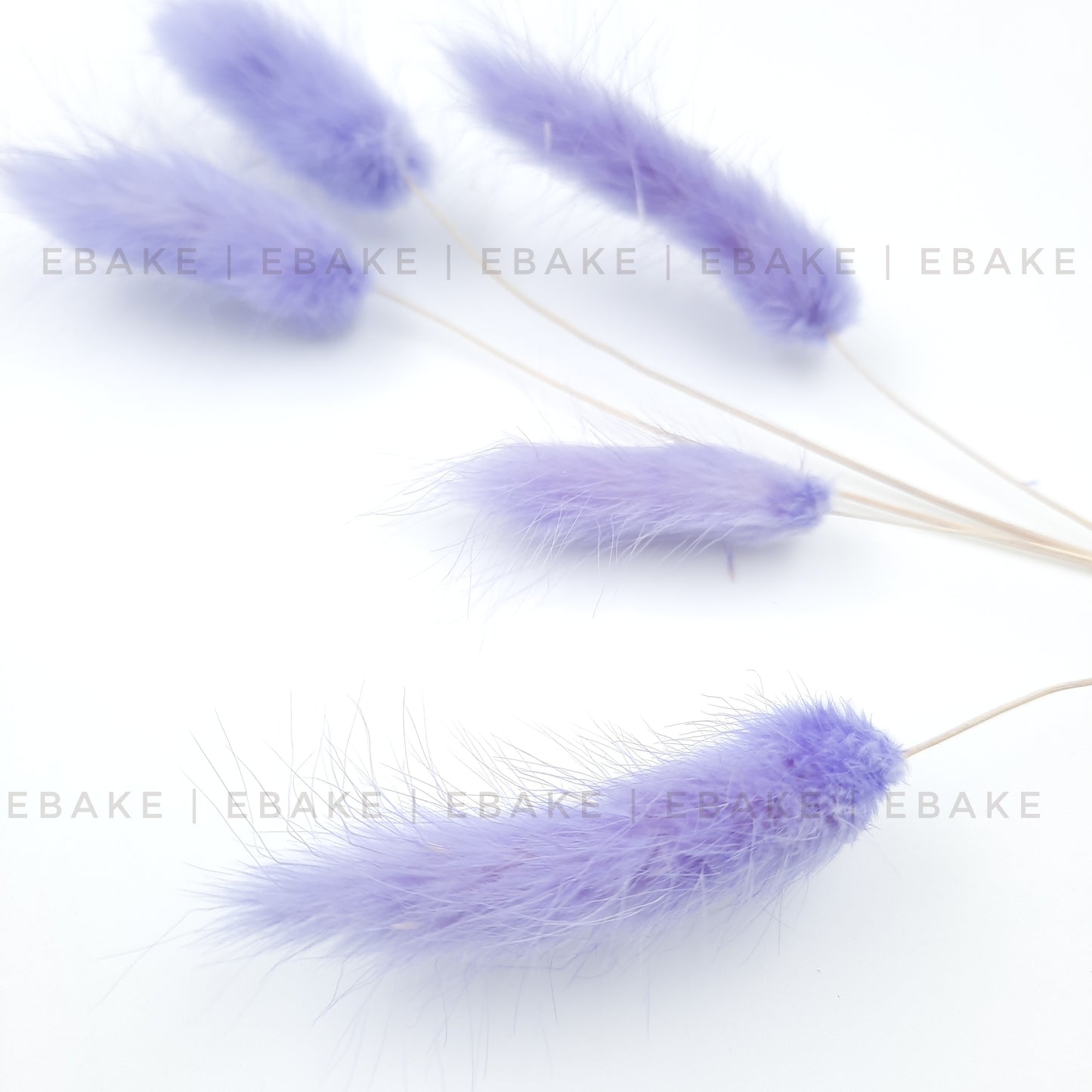 Bunny Tails Grass Lavender(Rabbit Tails/Lagurus)