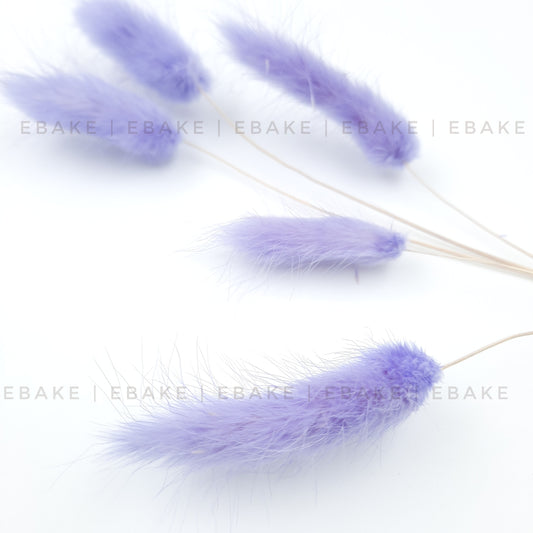 Bunny Tails Grass Lilac (Rabbit Tails/Lagurus)