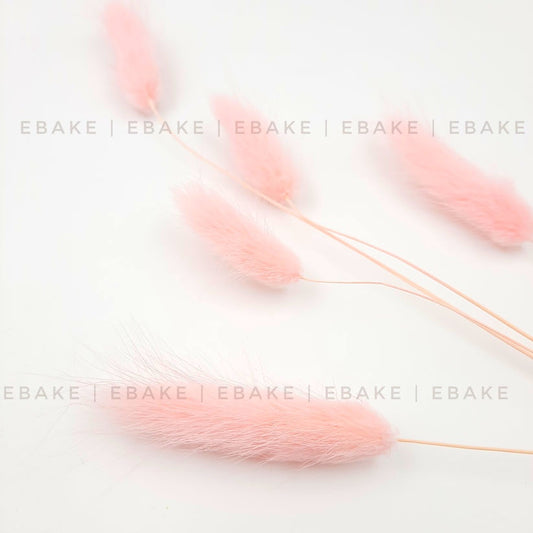 Bunny Tails Grass Light Pink (Rabbit Tails/Lagurus)