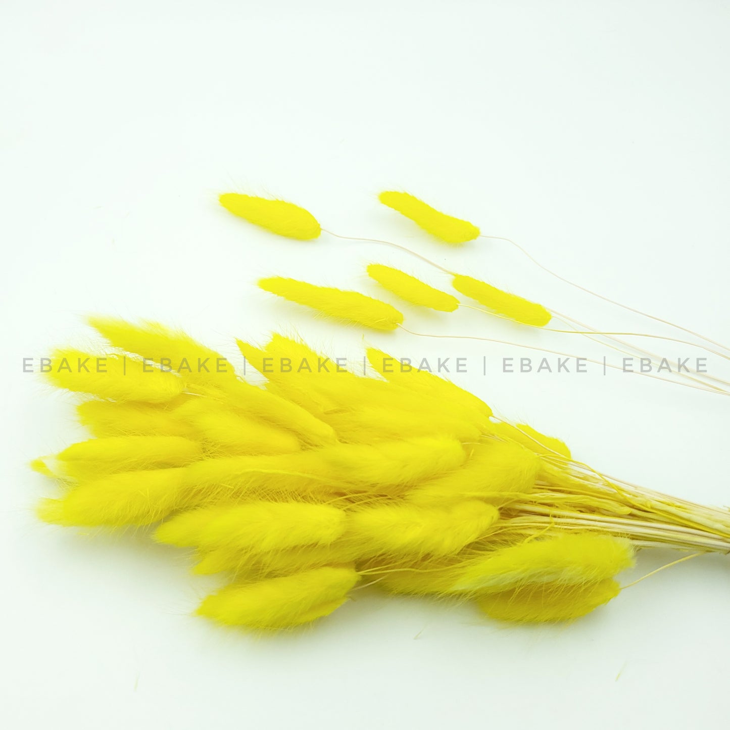 Bunny Tails Grass Yellow (Rabbit Tails/Lagurus)