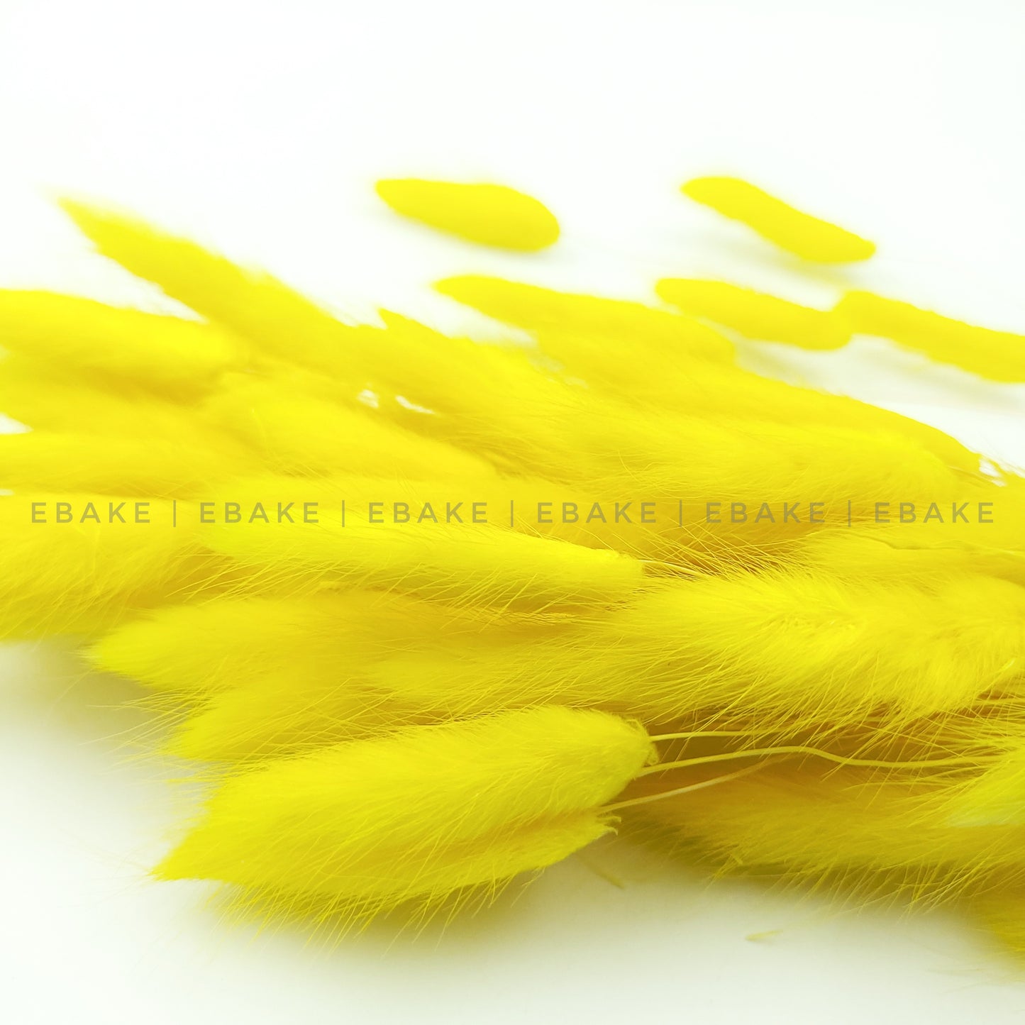 Bunny Tails Grass Yellow (Rabbit Tails/Lagurus)