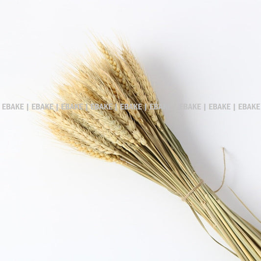 Wheat Blooms Bunch - Natural Color