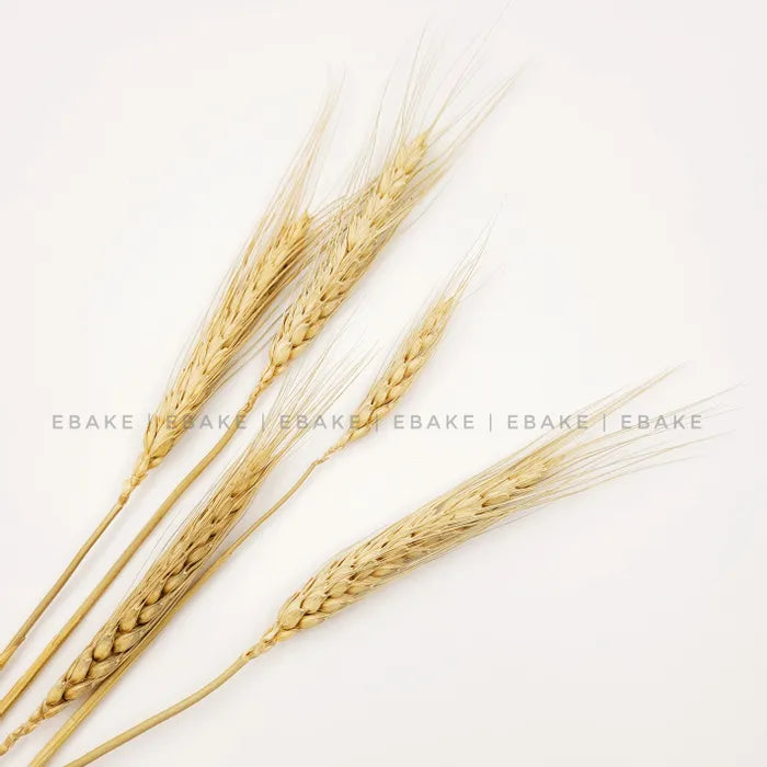 Wheat Blooms - Natural Color